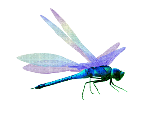 libelula