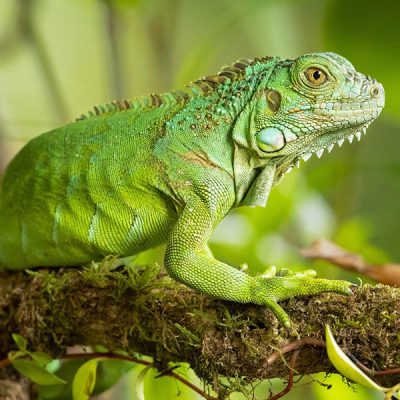 Iguana